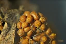 Hemitrichia serpula