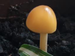 Lactocollybia cycadicola