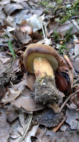 Imleria badia
