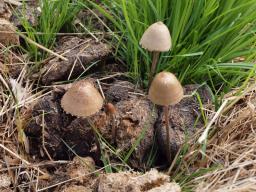 Panaeolus papilionaceus