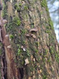 Hohenbuehelia cyphelliformis
