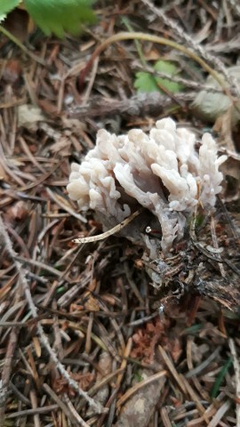 Clavulina cinerea