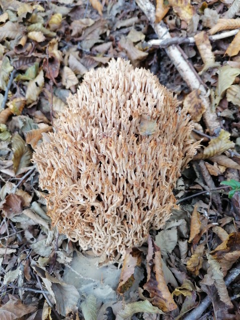 Ramaria botrytis