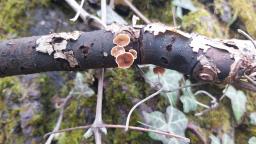 Schizophyllum amplum