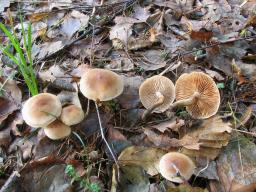 Hebeloma mesophaeum