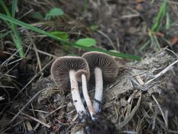 Panaeolus cinctulus