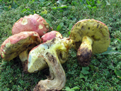 Butyriboletus fuscoroseus