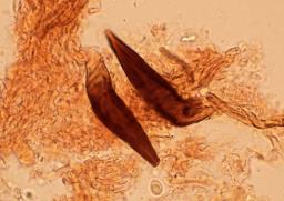 Onnia tomentosa