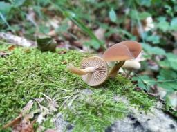Simocybe sumptuosa