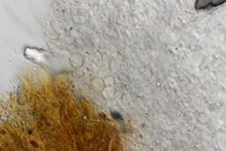 Saccobolus depauperatus
