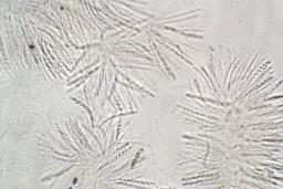Cosmospora arxii