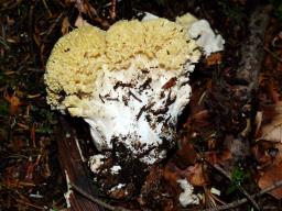 Ramaria flava