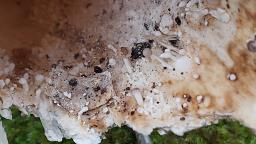 Onygena equina