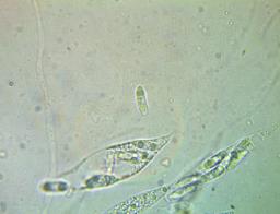 Natantiella ligneola
