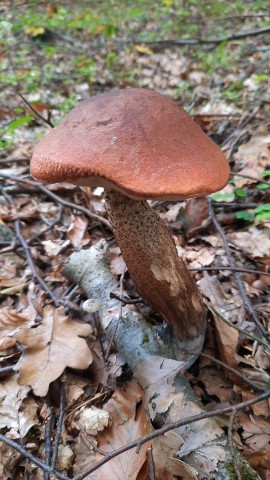 Leccinum quercinum