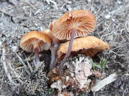 Xeromphalina campanella