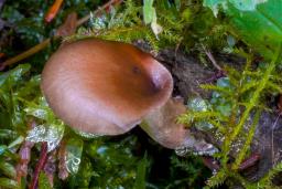 Picipes badius