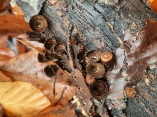 Cyathus striatus