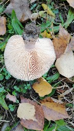 Lactarius torminosus