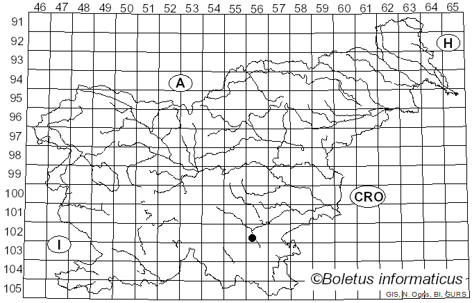 <i>Anisandrus dispar</i> (Fabricius, 1792)