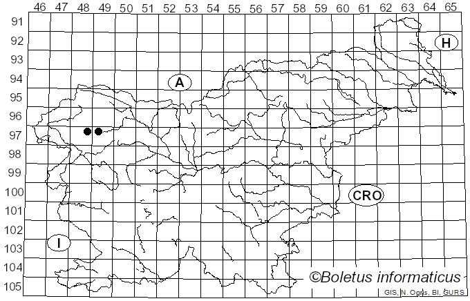 <i>Xylota florum</i> Fabricius