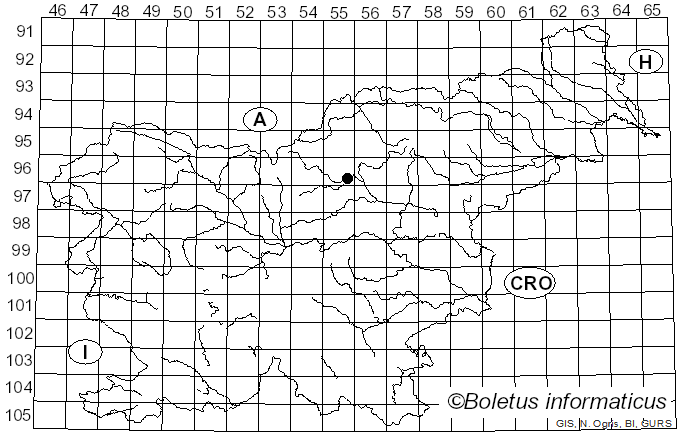 <i>Ips cembrae</i> (Heer, 1836)