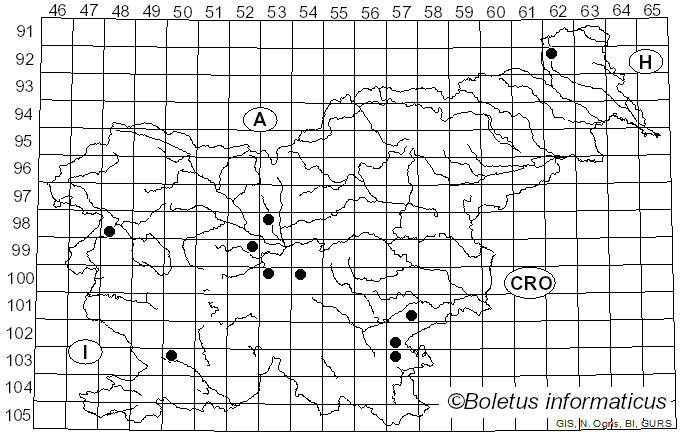 <i>Rhizocybe vermicularis</i> (Fr.) Vizzini, P. Alvarado, G. Moreno & Consiglio (2015)