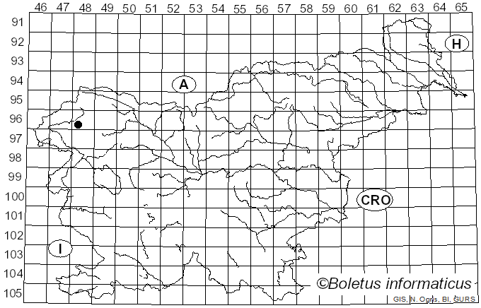 <i>Gamundia</i> Raithelh. (1979)