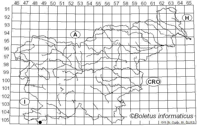 <i>Tubulifera arachnoidea</i> Jacq. (1778)