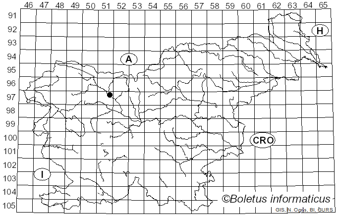 <i>Comatricha pulchella</i> var. <i>pulchella</i> (C. Bab.) Rostaf. (1876)
