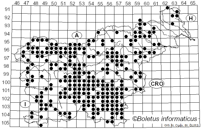 <i>Suillellus luridus</i> (Schaeff.) Murrill (1909)