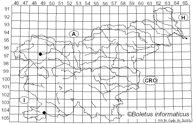 <i>Cheilosia latifrons</i> Zetterstedt