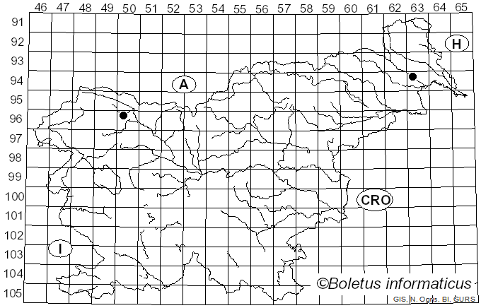 <i>Kirschsteiniothelia</i> D. Hawksw. (1985)