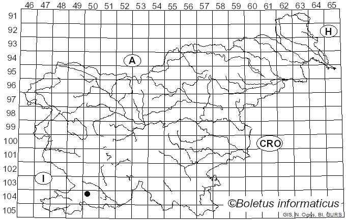 <i>Contarinia</i>