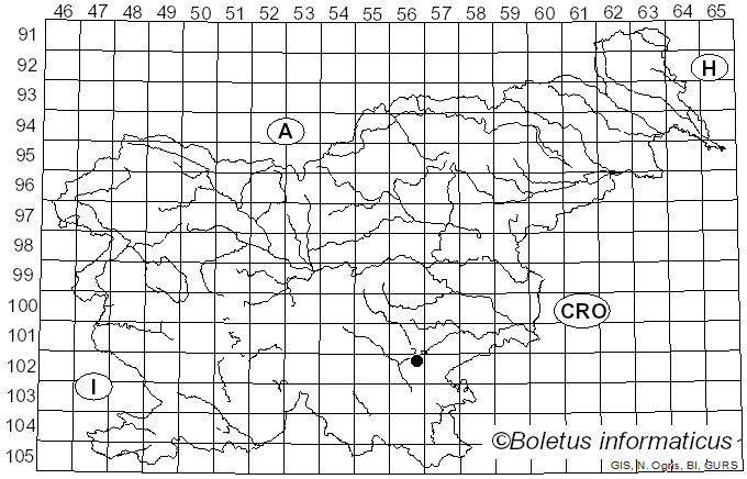 <i>Helvella pithyophila</i> Boud. (1887)