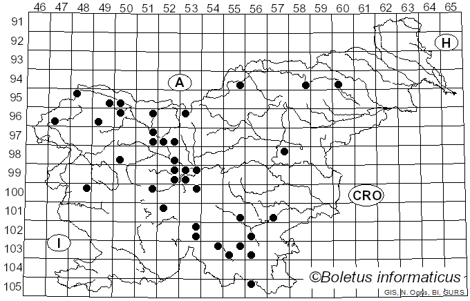 <i>Morchella conica</i> Krombh. (1834)