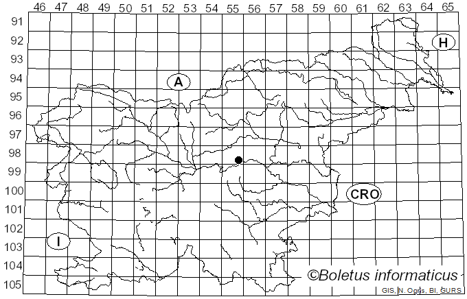 <i>Hypha papyracea</i> (Pers.) Rabenh. (1844)