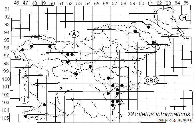 <i>Byssomerulius</i> Parmasto (1967)