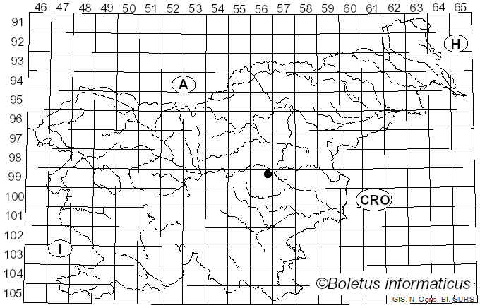 <i>Coryneum elevatum</i> (Riess) B. Sutton (1975)