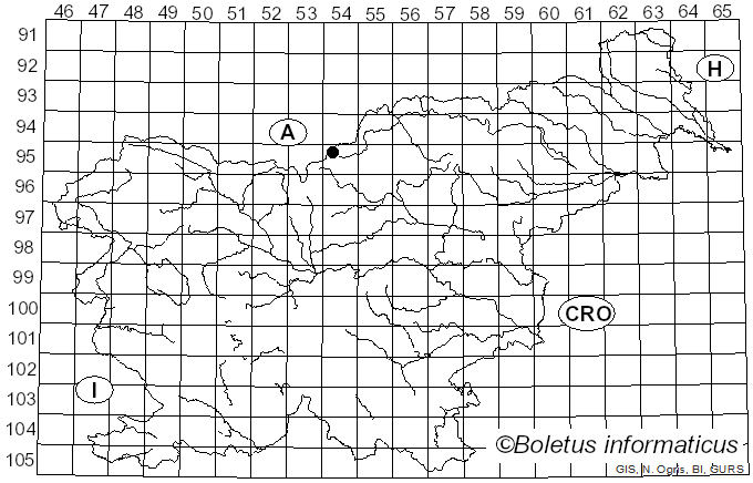 <i>Brachypalpus valgus</i> Panzer
