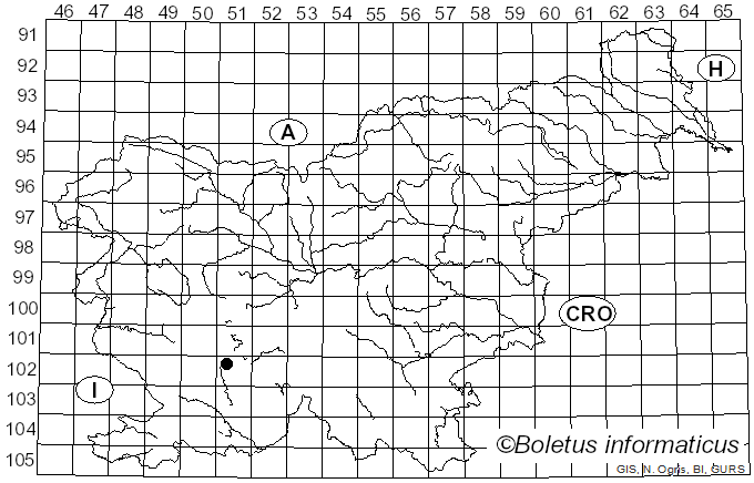 <i>Chorisops</i>
