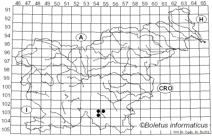 <i>Cryphalus piceae</i> (Ratzeburg, 1837)