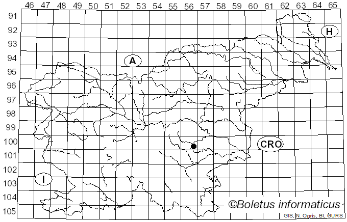<i>Leptographium cucullatum</i> (H. Solheim)M.L. Yin, Z.W. de Beer & M.J. Wingf. (2019)