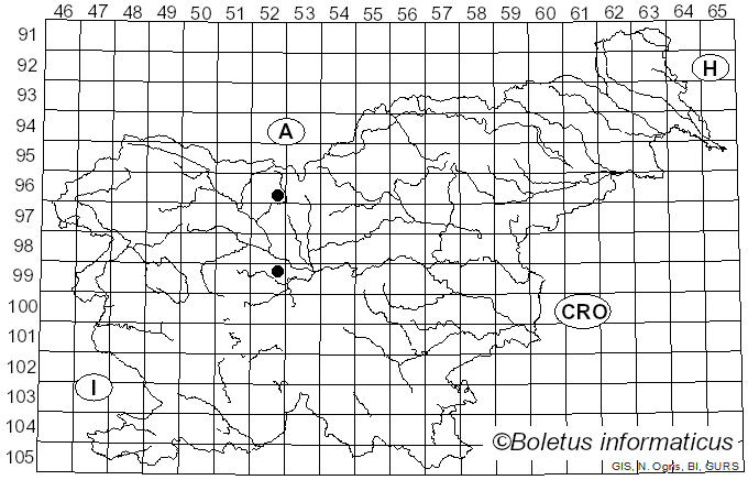 <i>Discina melaleuca</i> Bres. (1898)
