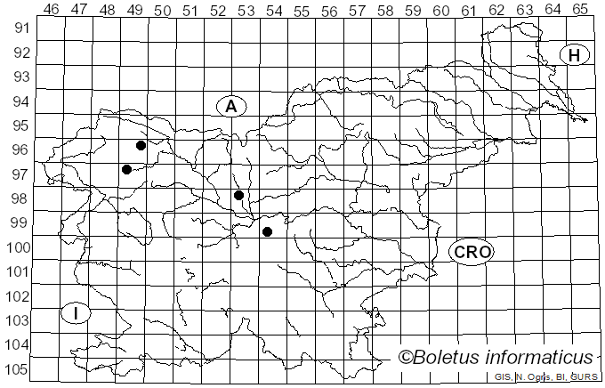 <i>Gautieria morchelliformis</i> Vittad. (1831)