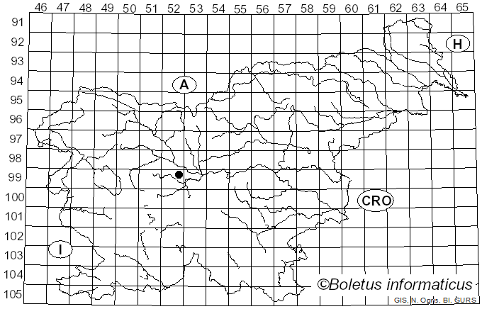 <i>Sphaeropsis euonymi</i> Gabotto (1905)