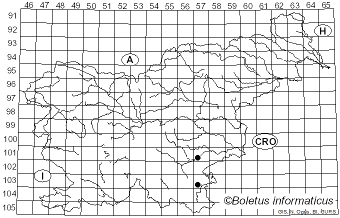 <i>Andricus</i>