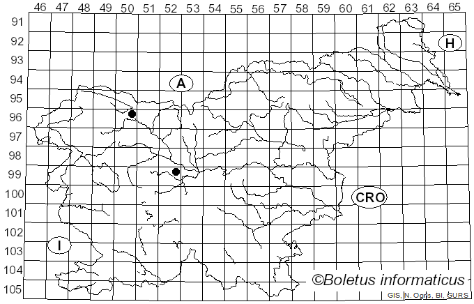 <i>Splanchnonema argus</i> (Berk. & Broome) Kuntze (1898)