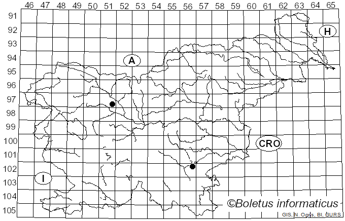 <i>Dibaeis</i> Clem. (1909)