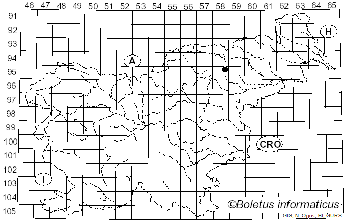 <i>Vibrissea decolorans</i> (Saut.) A. Sánchez & Korf (1967)